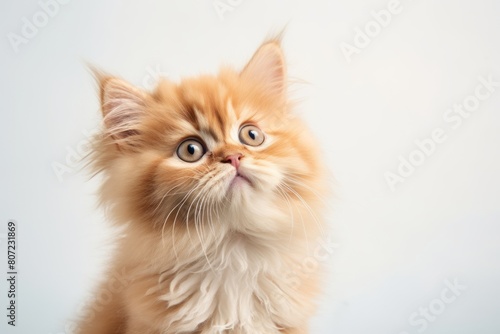 Close-up portrait photography of a cute persian cat playing in front of minimalist or empty room background