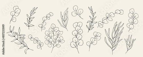 Line art eucalyptus branches collection