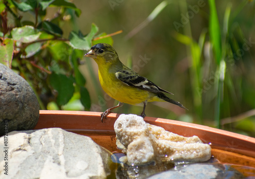 Lesser goldfinch, Spinus psaltria, visiting a birdbath in California. photo