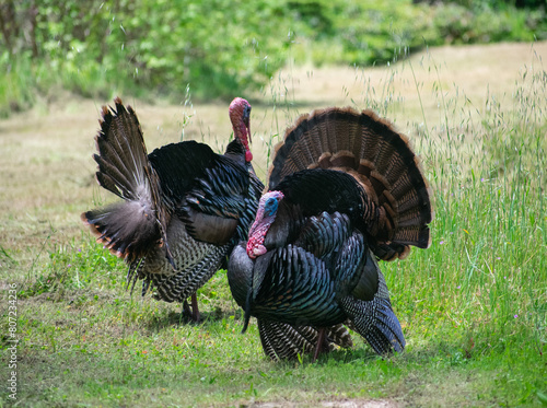 Two male Turkeys (Toms) in full display. This is the Rio Grande subspecies of Meleagris gallopovo, the wild turkeys introduced in California. 
