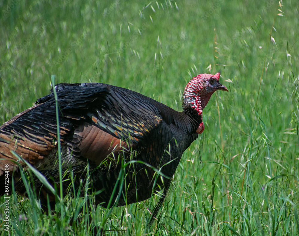 Fototapeta premium Young male Turkey (Tom) closeup. This is the Rio Grande subspecies of Meleagris gallopovo, the wild turkeys introduced in California. 