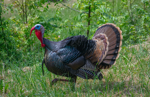Male Turkey (Tom) in full display. This is the Rio Grande subspecies of Meleagris gallopovo, the wild turkeys introduced in California. 