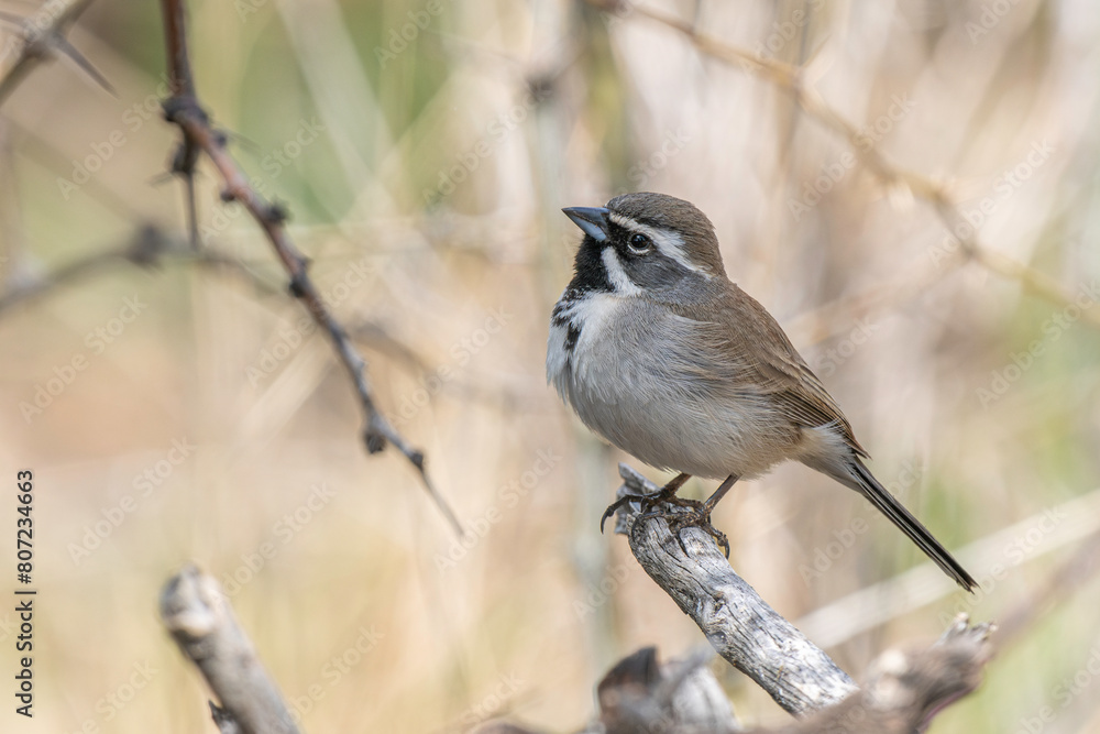 Naklejka premium Black-throated Sparrow in Arizona