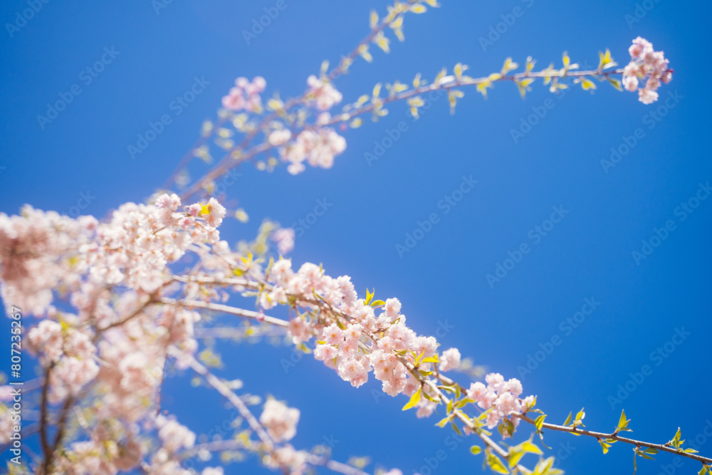 Close-up shots capture the vibrant pink cherry blossoms blooming during springtime in Japan. Close-up shots capture the vibrant pink cherry blossoms blooming during springtime in Japan.