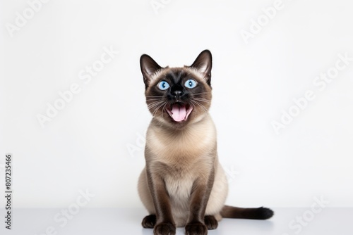 Headshot portrait photography of a smiling siamese cat kneading with hind legs on minimalist or empty room background