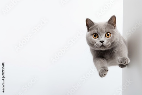 Full-length portrait photography of a funny british shorthair cat wall climbing on minimalist or empty room background