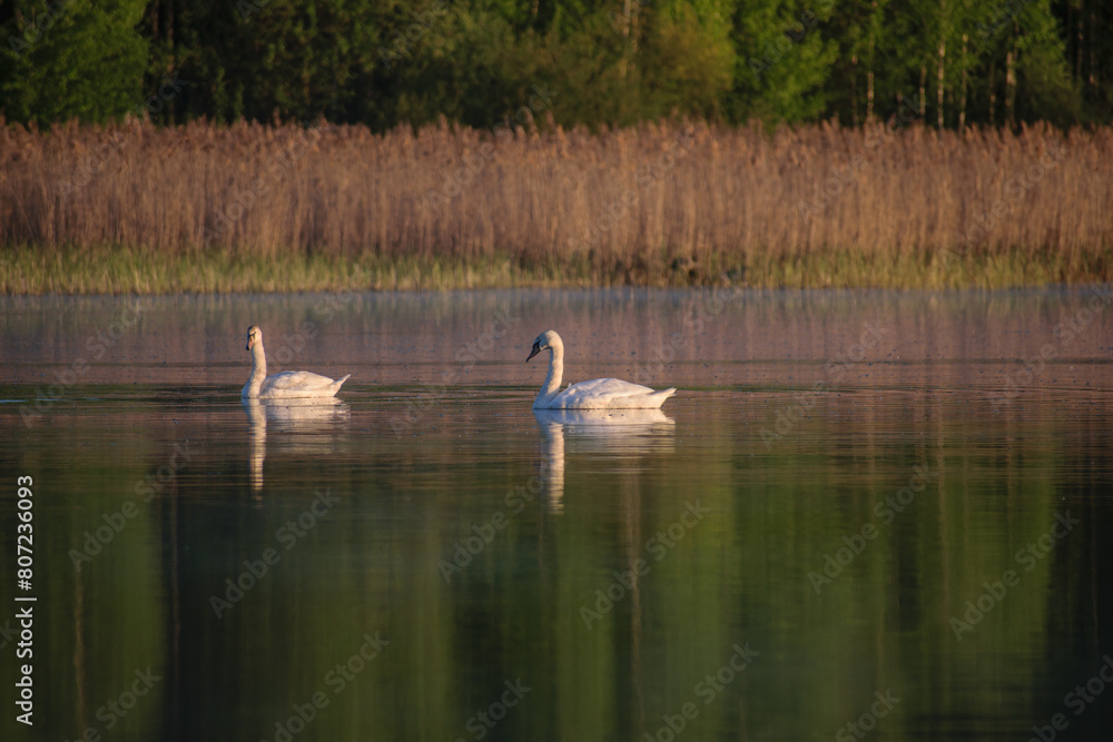 swans on the lake swans on the lake