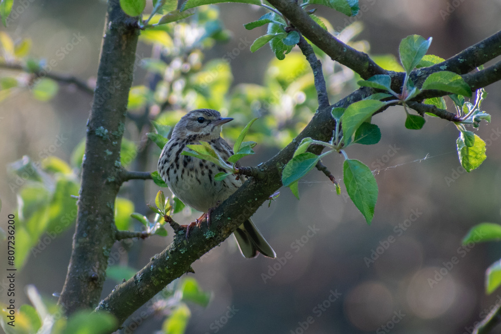 Fototapeta premium Tree Pipit on a branch