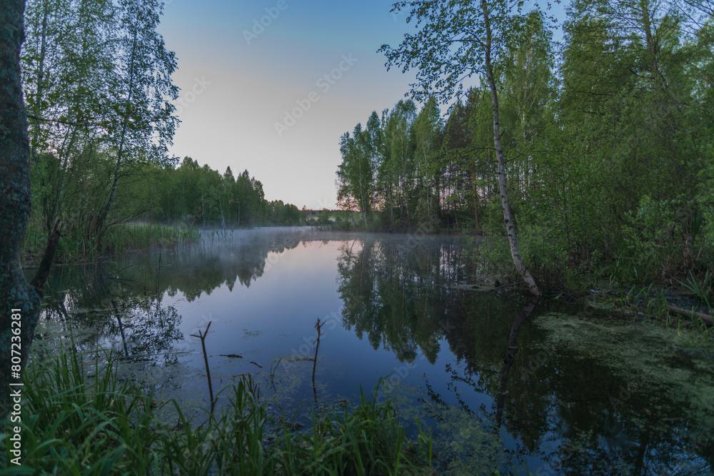 swamp in the forest swamp in the forest