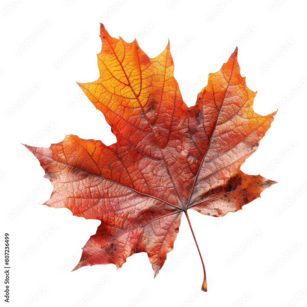 Fototapeta premium Maple leaf isolated on transparent background