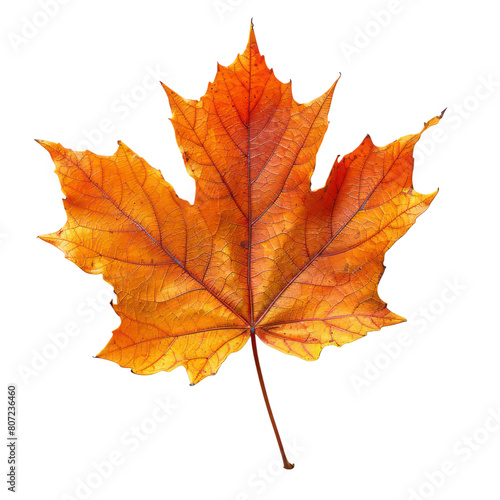 Maple leaf isolated on transparent background