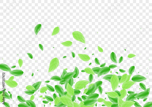 Green Greenery Background Transparent Vector. Plant Peaceful Illustration. Fresh Texture. Greenish Herbal Design. Sheet Organic.