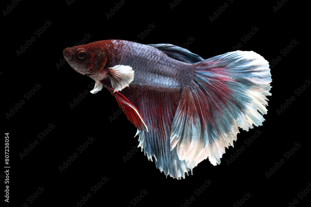 Obraz premium Colorful betta fish in black background