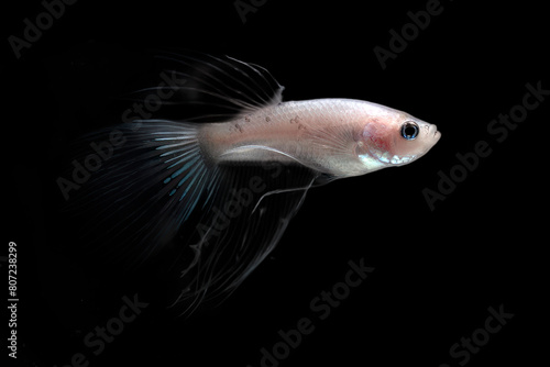 White betta fish with transparent fins in black background