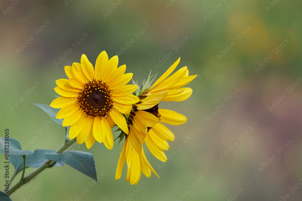 Two yellow sunflowers in full bloom, set against a soft-focused green background Two yellow sunflowers in full bloom, set against a soft-focused green background