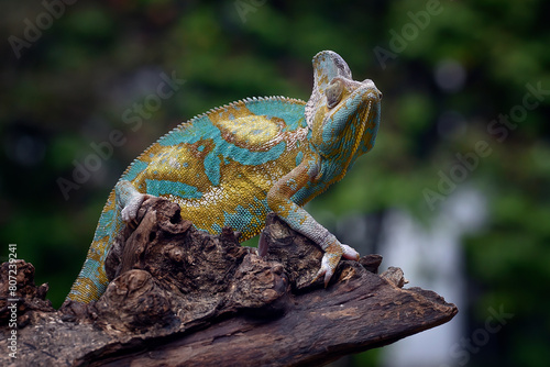 Veiled chameleon on a big tree log