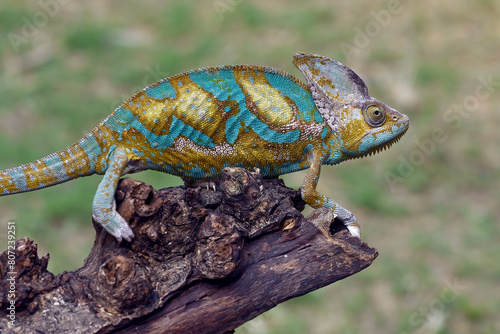 Veiled chameleon on a big tree log