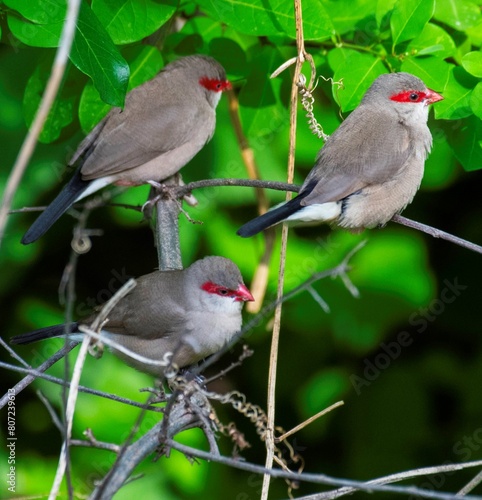 Flock of common waxbill sitting on a tree in Africa