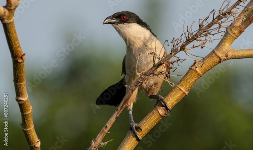 An African Red eyed bulbul on a tree branch in extreme close up