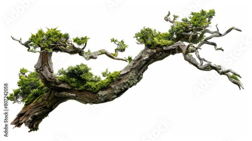 Moss-covered tree branch cut out hyper realistic 
