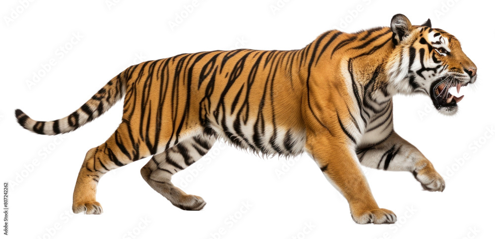 PNG Tiger wildlife animal mammal.