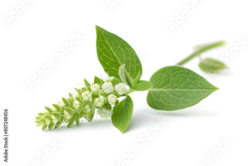 Toothache Plant Flower Isolated on White Background. Fresh and Macro Shot of Green Flora Leaf photo