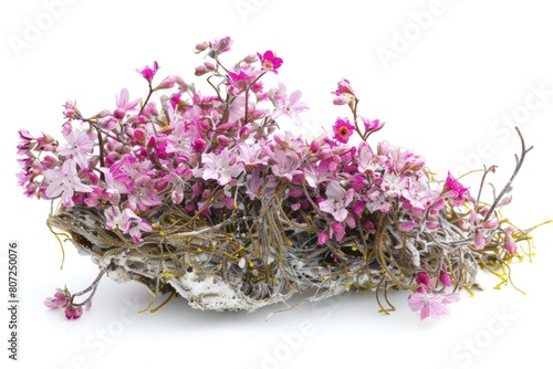 Irish Moss Carrageen Seaweed. Close-up Isolated Image of Natural Pink Flower Blossoms Amidst White