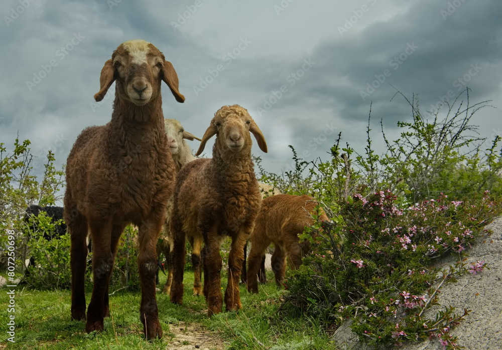Fototapeta premium Northern Kyrgyzstan. A flock of purebred sheep graze among the bushes on the shore of Lake Issyk-Kul.