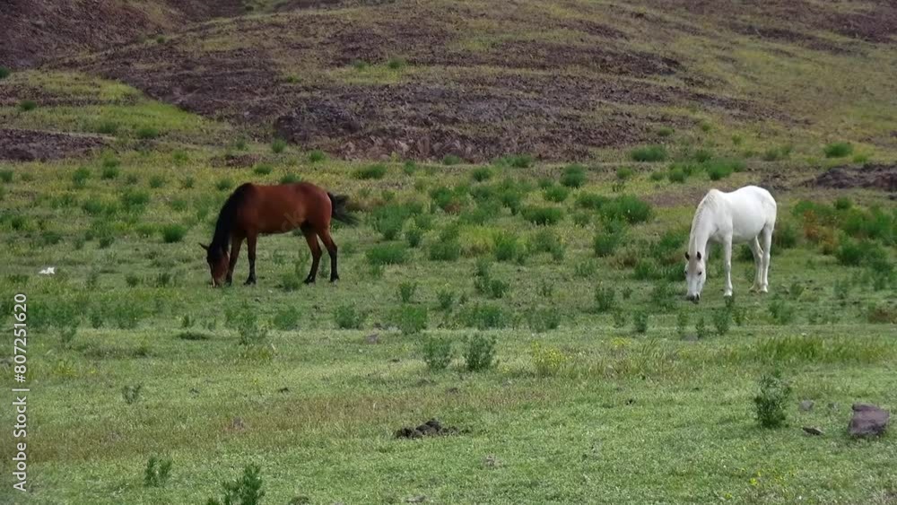 Full shot of a serene scene of horses grazing in a lush pasture, flicking their tails and scratching their heads to keep flies at bay. Full shot of a serene scene of horses grazing in a lush pasture, flicking their tails and scratching their heads to keep flies at bay.