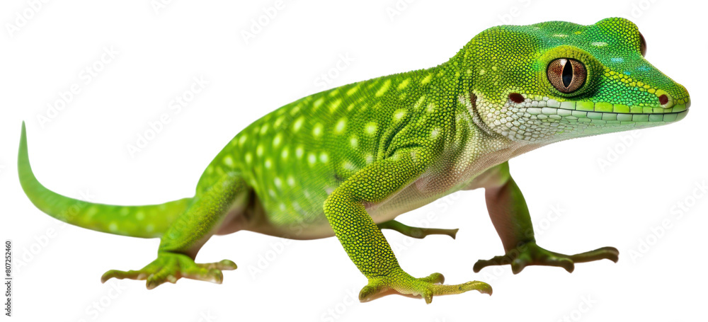 Fototapeta premium PNG Gecko reptile animal lizard.