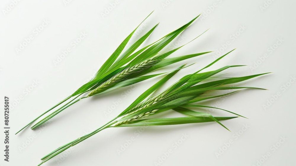 Fototapeta premium Artificial plants, green color, looks like real plants.