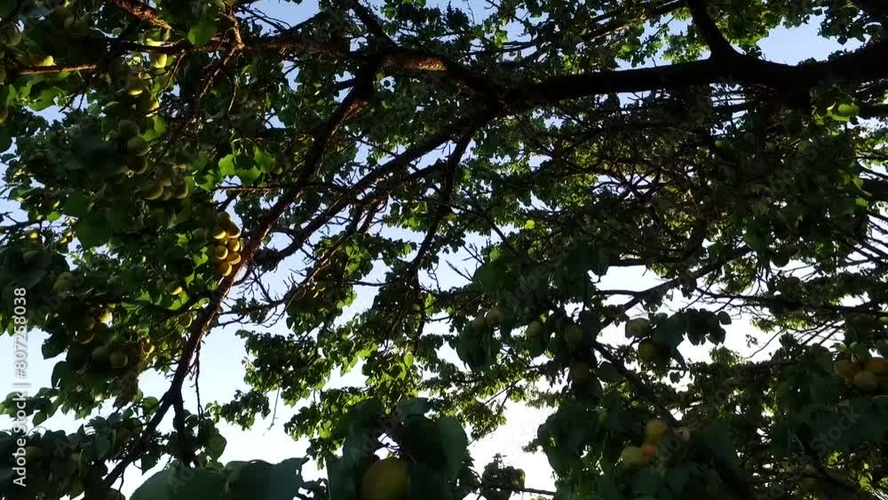 a vibrant apricot tree, laden with raw fruits and lush branches swaying gently in a small breeze under the warm sun. a vibrant apricot tree, laden with raw fruits and lush branches swaying gently in a small breeze under the warm sun.