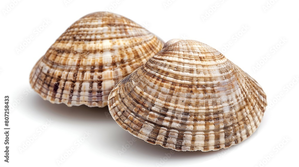 Two fresh clamshells isolated on white background. Two fresh clamshells isolated on white background.