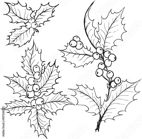 Christmas decoration, Hand Drawn Holly with Berries vector illustration