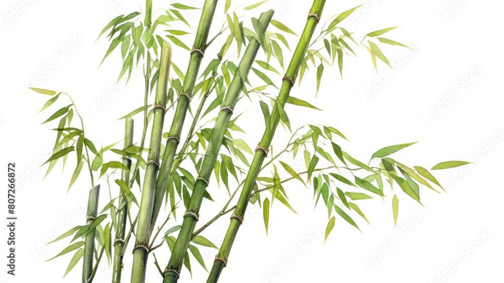 Obraz premium PNG Bamboo plant white background freshness.