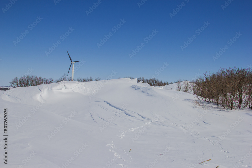 large snow drift in a farm windbreak large snow drift in a farm windbreak