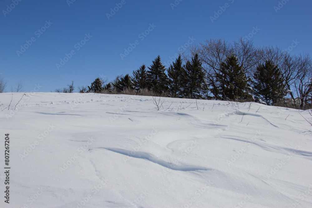 deep snow drifts in a farm windbreak