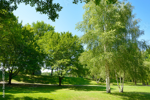 Fototapeta Naklejka Na Ścianę i Meble -  Beautiful meadow with green grass