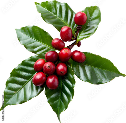 Red coffee cherries on a branch with leaves isolated