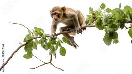 PNG Wildlife animal monkey mammal. photo