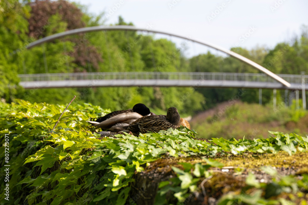 Fototapeta premium A pair of mallard ducks sleeping in the green with a bridge in the background