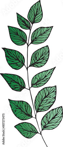 Vector branches and leaves. Hand drawn floral elements. Vintage botanical illustrations