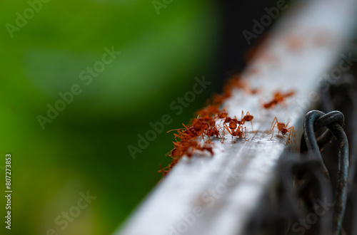 Close up view. Red ants walk on fence beam. Ant colonies often find food in people's home.