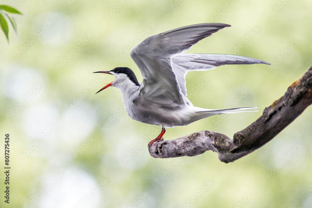Fototapeta premium bird on the branch