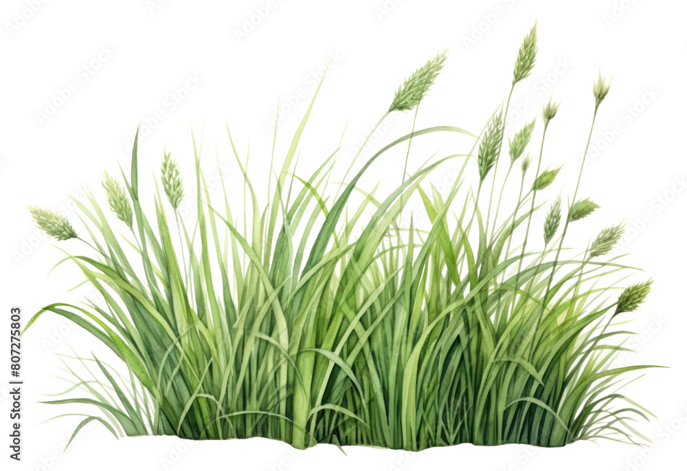 Obraz premium PNG Plant grass tranquility agriculture.