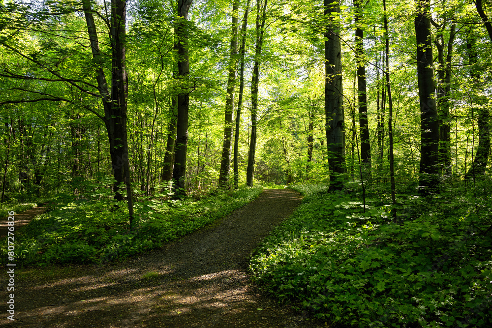 A path through a dense stand of trees in the park illuminated by the morning light in the background