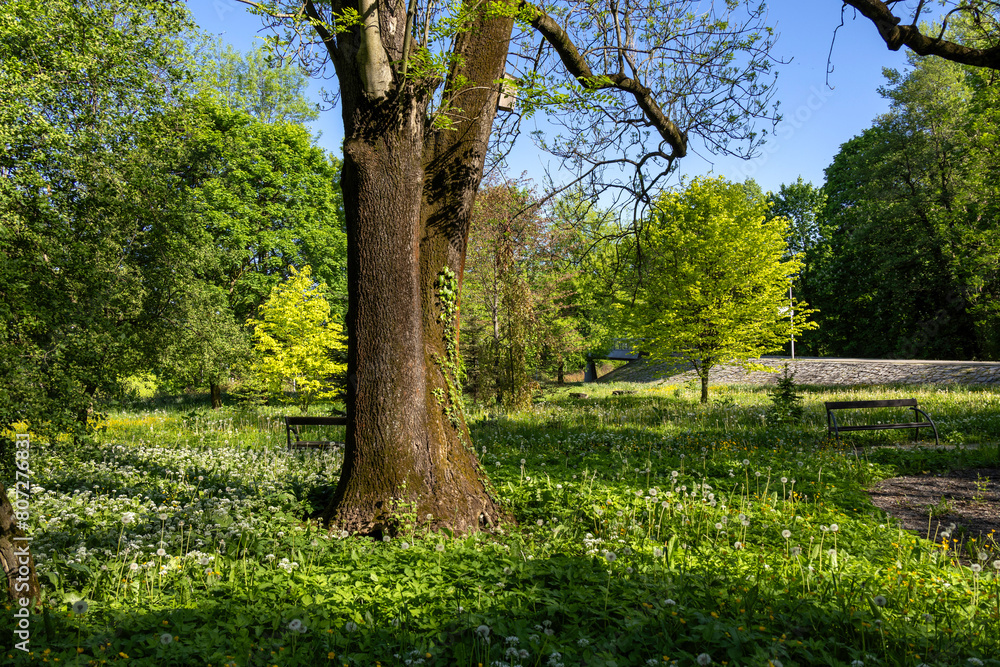 A single tree trunk against a background of spring juicy greenery A single tree trunk against a background of spring juicy greenery
