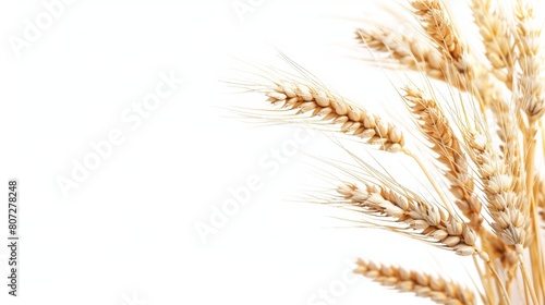 Golden ripe wheat sheaves decorative background