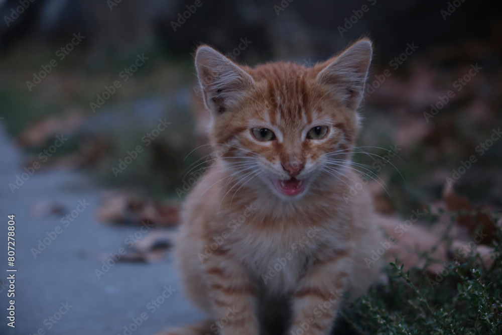 sweet little kitten yellow cat