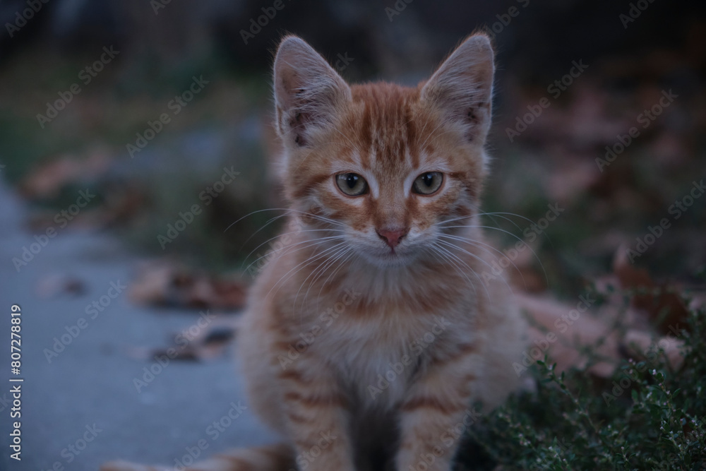 Fototapeta premium sweet little kitten yellow cat